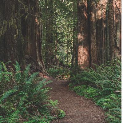 Welcome to the Campfire!