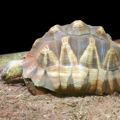 ANGANOKA tortoise in Northwestern Madagascar. Third episode