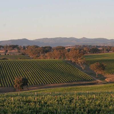 David Swift from Printhie Wines on Elevation in the Orange wine region