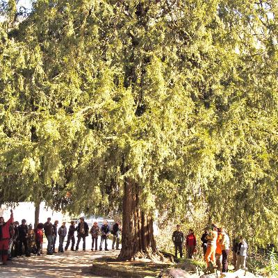 El bosque habitado - El árbol y las utopías del árbol - 05/04/26