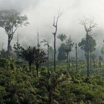 Deutschland gibt Geld für Schutz von Regen-Wald