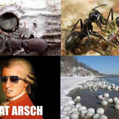 Hormigas que usan la cabeza como puerta y otras hormigas explosivas, el lenguaje escatológico de Mozart y bolas de nieve en el mar