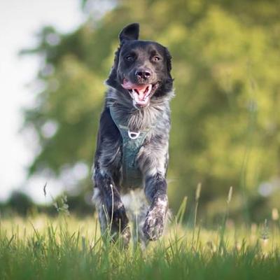 Pourquoi mon chien ne revient pas au rappel ?