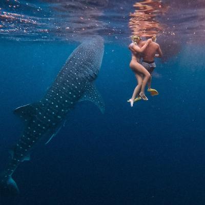 Giganten der Meere: Meine Begegnung mit Walhaien Giganten der Meere: Meine Begegnung mit Walhaien