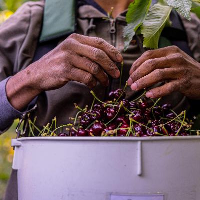 The problems with the US's farm worker program The problems with the US's farm worker program