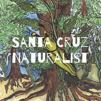 Fire Ecology and Cultural Burning - Part 1