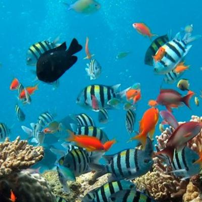 Día Internacional de los OCÉANOS Día Internacional de los OCÉANOS