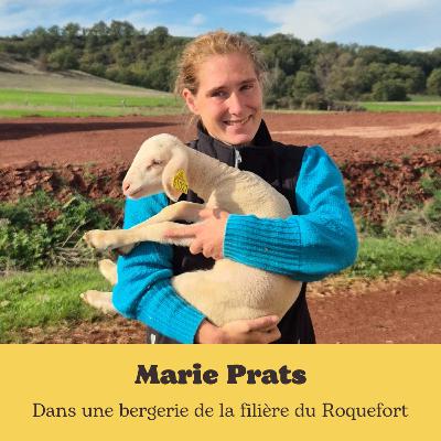 Dans une bergerie de la filière du Roquefort