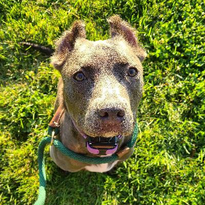 Episode 16: Andee, The 3 Legged Deaf Dog. Episode 16: Andee, The 3 Legged Deaf Dog.