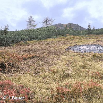 Folge 156: Almmosaik: Wie Natur und Landwirtschaft gemeinsam Zukunft schaffen