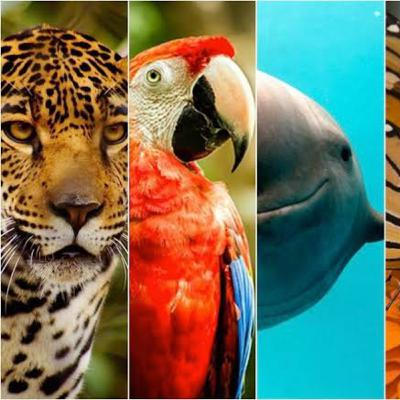 Animales en peligro de extinción