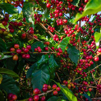 bate papo sobre os hábitos dos consumidores em relação à segunda bebida mais consumida do mundo, o café!