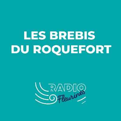 Les brebis du Roquefort