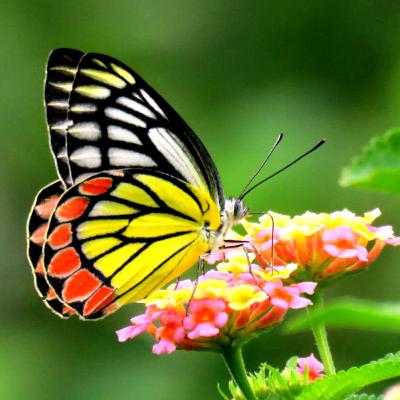 एक सच्ची प्रेम कहानी