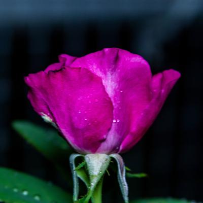 Psalms 133 – Make Us One