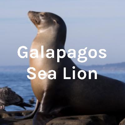 The Galapagos Sea Lion