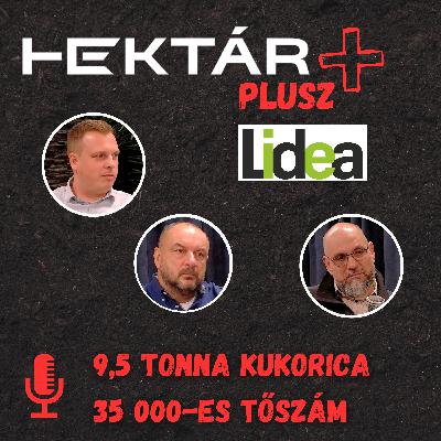 9,5 tonna kukorica 35 000-es tőszámmal? Kétcsövű vagy egycsövű hibridek? | Mentsük meg a kukoricát!