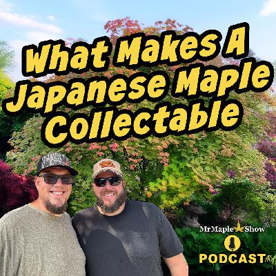 What Makes A Japanese Maple Collectable | MrMaple Show Podcast