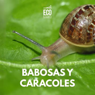 Control de babosas y caracoles