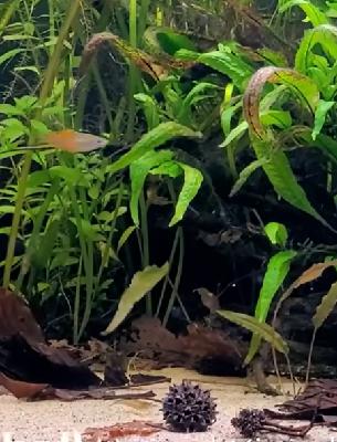 Create a Stunning Natural Planted Aquarium