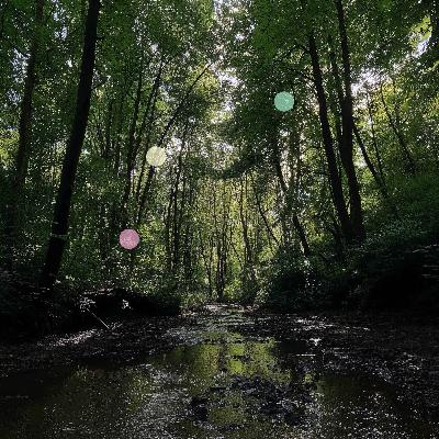 Waldbaden | Offener Wald mit fließendem Wasser Waldbaden | Offener Wald mit fließendem Wasser