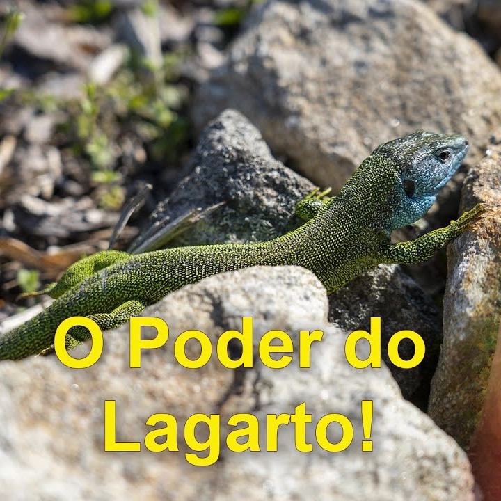 As Cartas Xamânicas, os Animais e seu Poder- O Lagarto