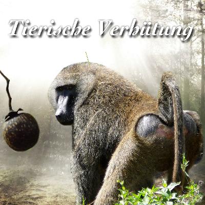 Tierische Verhütung Tierische Verhütung