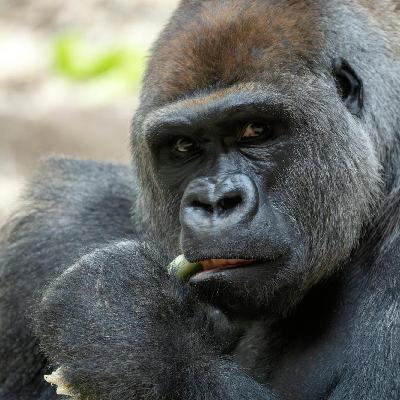 Gorille, Henri VIII et la science en chanson