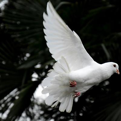 CHRIST’S PEACE – Not as the world gives – Homily 6th Sunday of Easter 5/25/25