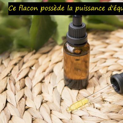 Les plantes informe l’esprit pour équilibrer le corps Les plantes informe l’esprit pour équilibrer le corps