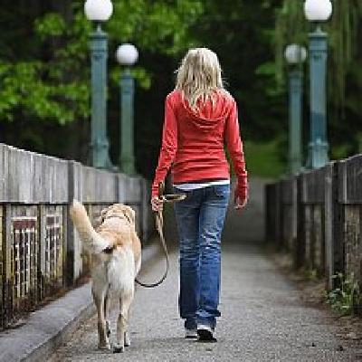 Descubre El Secreto Para Caminar con tu Perro Descubre El Secreto Para Caminar con tu Perro