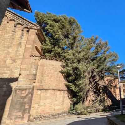 “De pinsaps centenaris en zones urbanes, no n’hi ha gaires, és excepcional”