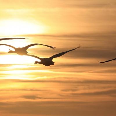 TELL ME - HOW DO BIRDS FIND THEIR WAY HOME? TELL ME - HOW DO BIRDS FIND THEIR WAY HOME?