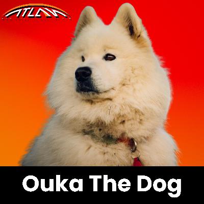 How to Fly With Your Dog | Explained by Shams