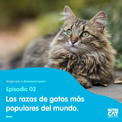 Cool cats.
