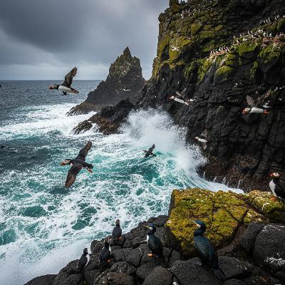 7 Hours of Ocean Waves & Seabirds for Peace & Contemplation