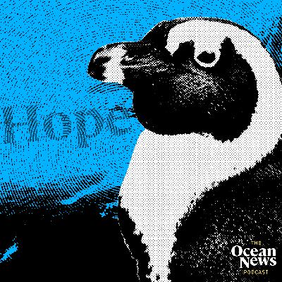 Hope for ENDANGERED Penguins with no fishing-zone deal - The Ocean News Podcast
