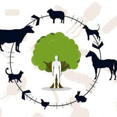 04 - María tifoidea y la portación subclínica de Salmonella spp. 04 - María tifoidea y la portación subclínica de Salmonella spp.