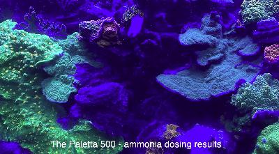 Ammonia dosing - 2 Year Update - The Paletta SPS Reeftank Update