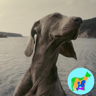 Wesley Wants a Weimaraner Wesley Wants a Weimaraner