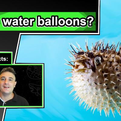 Pufferfish Facts | 10 Animal Facts about Pufferfish Pufferfish Facts | 10 Animal Facts about Pufferfish