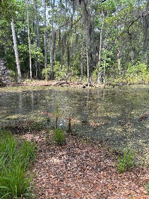 Rewilding Your Business Rewilding Your Business
