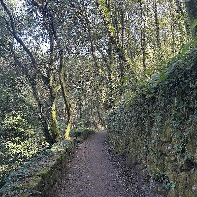 Dan's Portuguese  Camino + an inspiring story