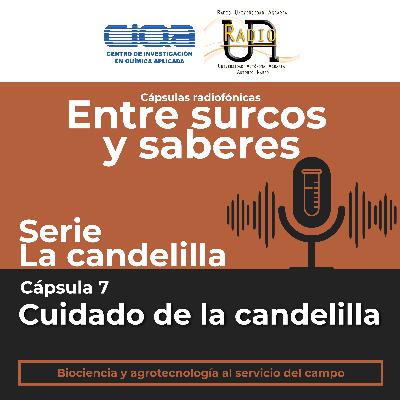 Serie La candelilla: Cápsula 7 - Cuidado de la candelilla.