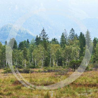 LRT21 Hochkarätiges Hochmoor - ein botanischer Schatz LRT21 Hochkarätiges Hochmoor - ein botanischer Schatz