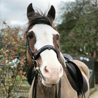 Stories from a city farm- where do all the horses come from?