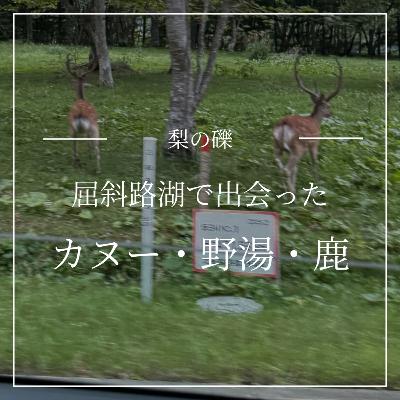 屈斜路湖のカヌー・野湯・鹿