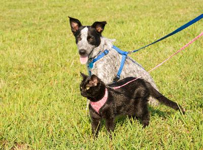 Spring Toxin Watchouts!