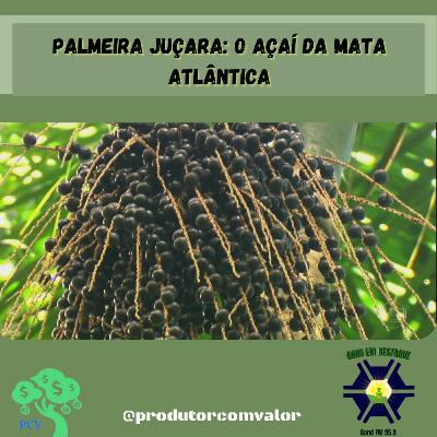 Palmeira Juçara: o açaí da mata atlântica Palmeira Juçara: o açaí da mata atlântica