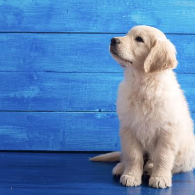 Podcast 2: ‘Aiuto, il cucciolo fa i bisogni in casa!’